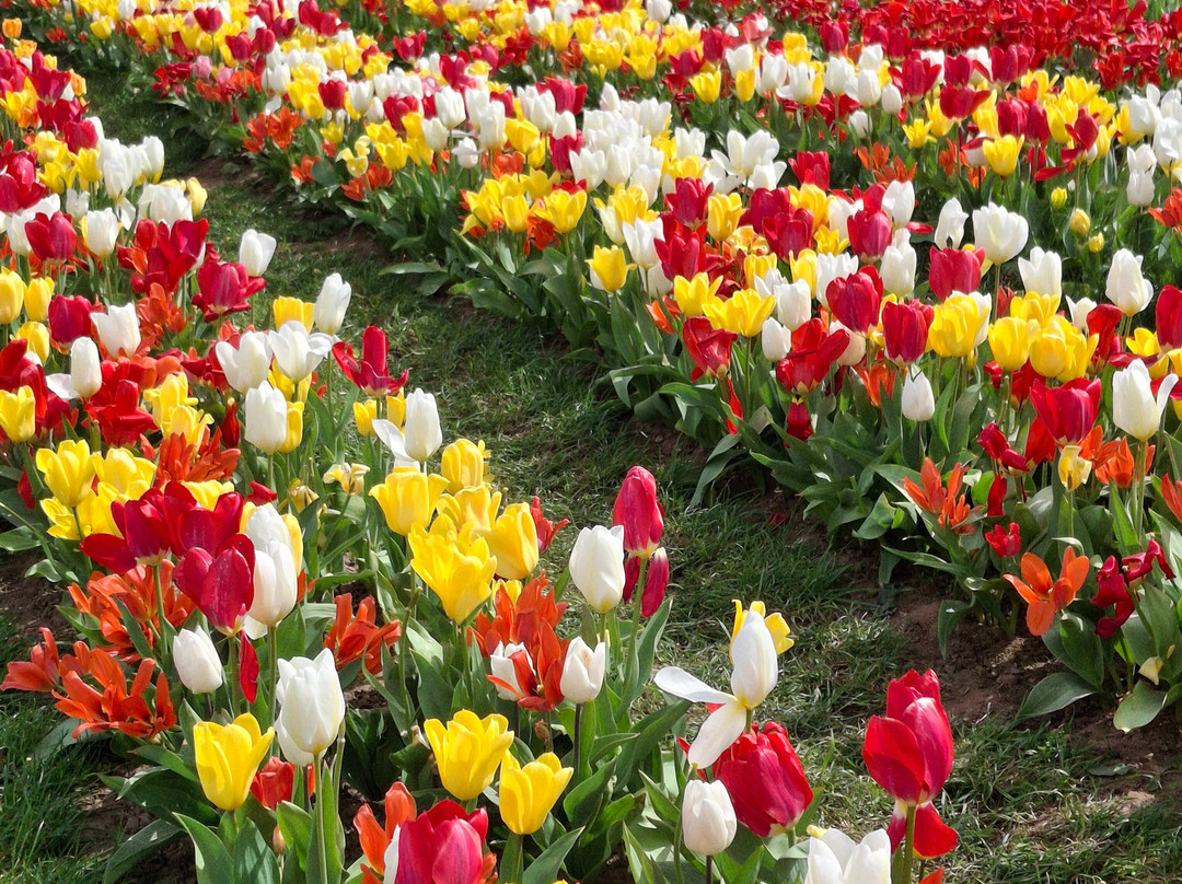 Tulleys Tulip Garden - Warwickshire-沃里克必去景点
