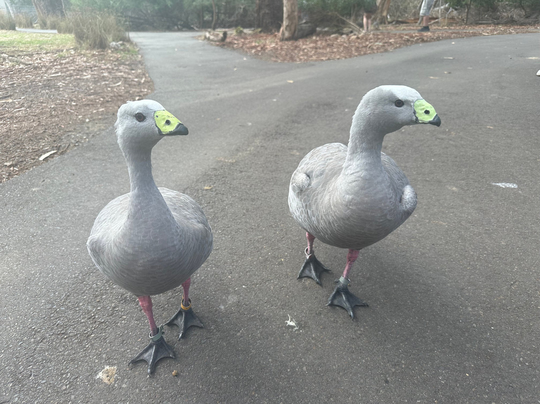 Cleland Wildlife Park-Crafers必去景点