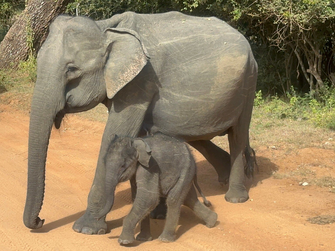 Roshan Lanka Tours-科伦坡必去景点