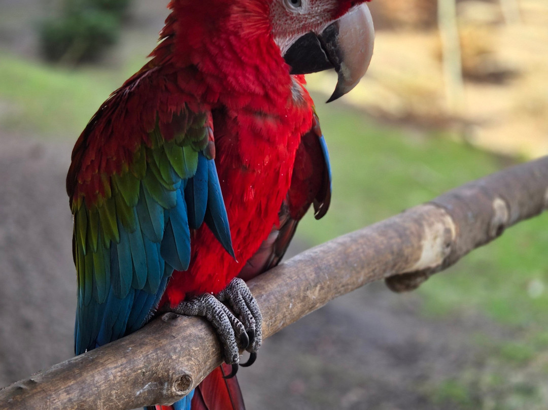 Dyrenes Verden Filskov Mini Zoo i Billund-格林斯泰兹必去景点