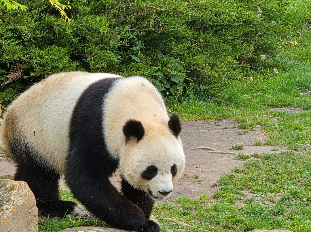 ZooParc de Beauval-圣艾尼昂必去景点