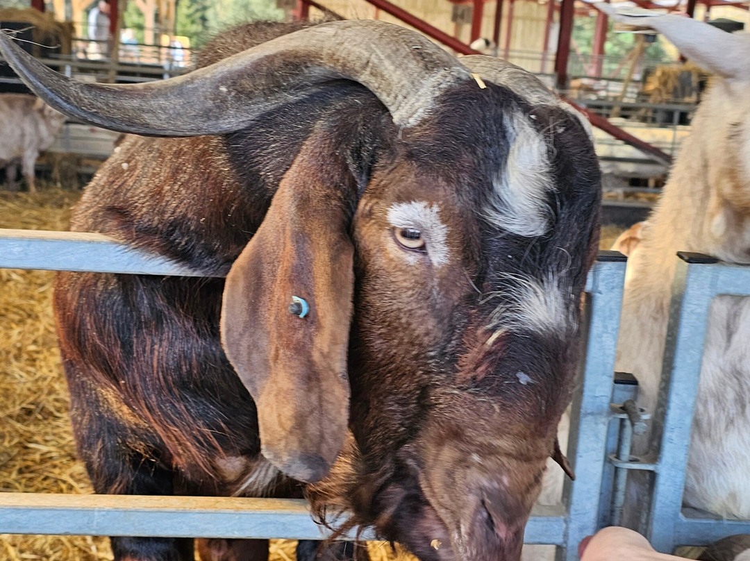 Dalscone Farm Fun-邓弗里斯必去景点