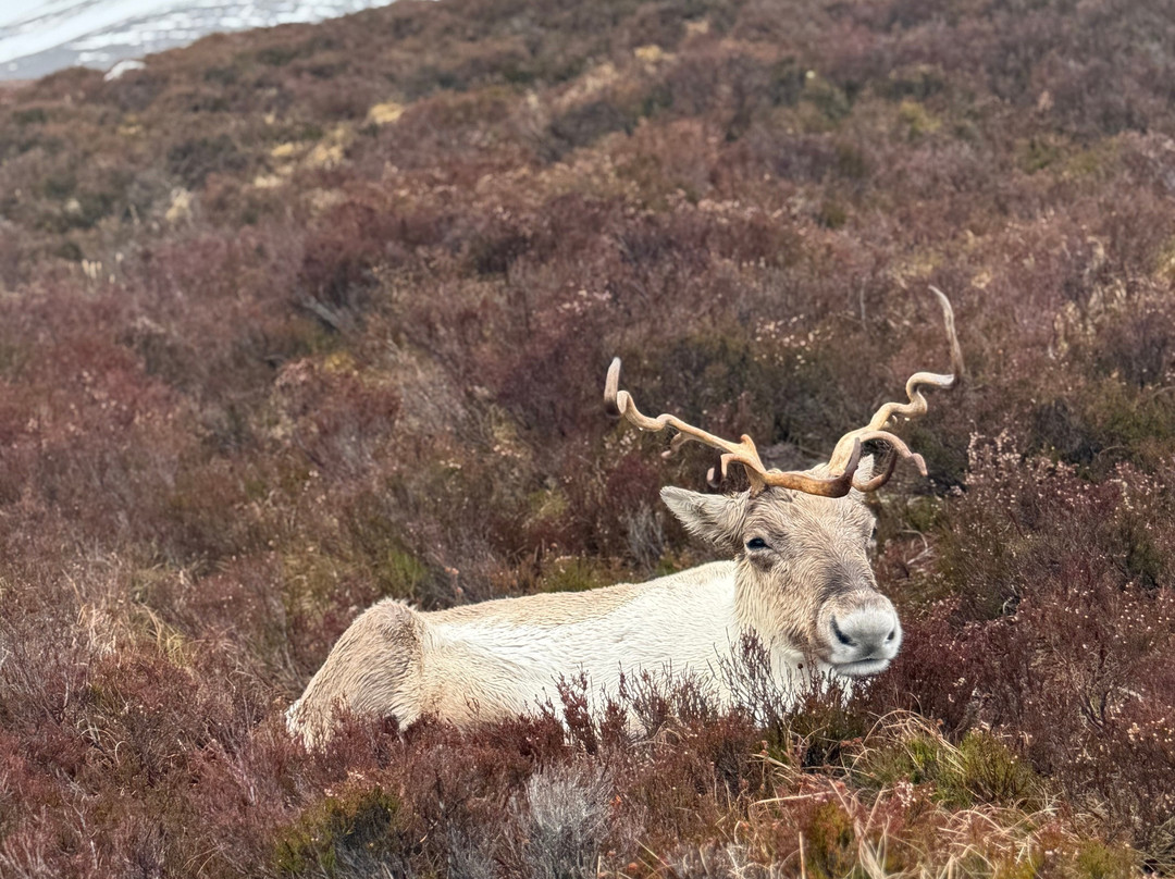 Cairngorm Reindeer Herd-Glenmore必去景点