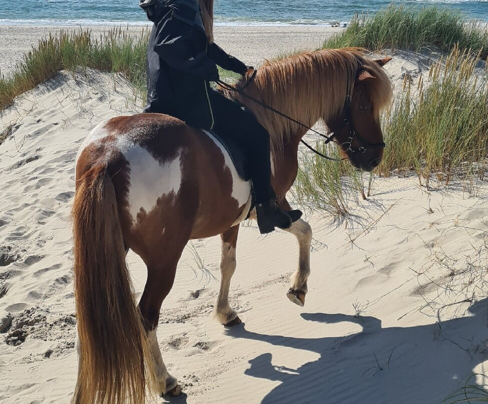 Havhesten-Noerre Nebel必去景点