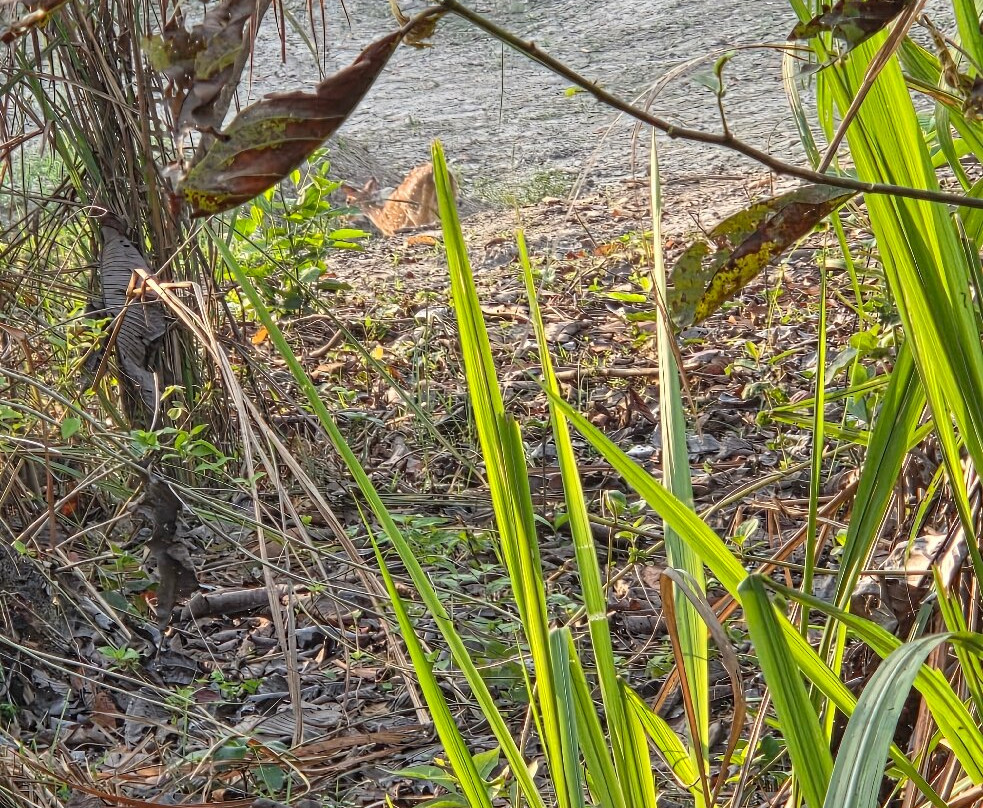 Chitwan National Park-苏拉哈必去景点