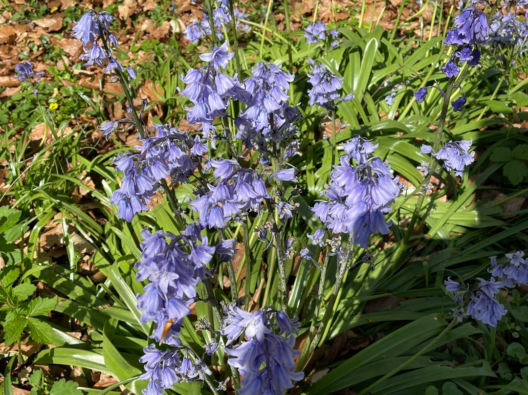 Thorp Perrow-Bedale必去景点