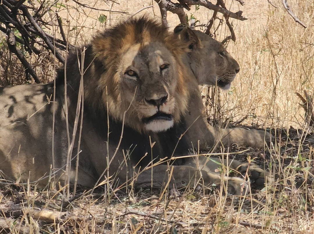 Alanana Wild Safaris-Makao Mapya必去景点