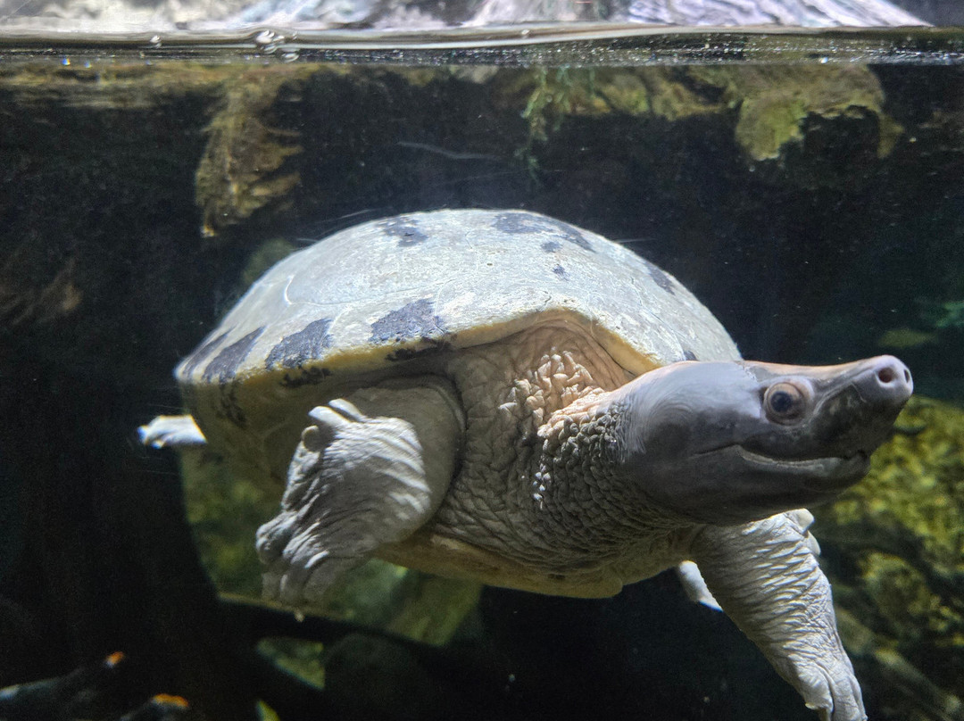 Virginia Aquarium & Marine Science Center-弗吉尼亚海滩必去景点
