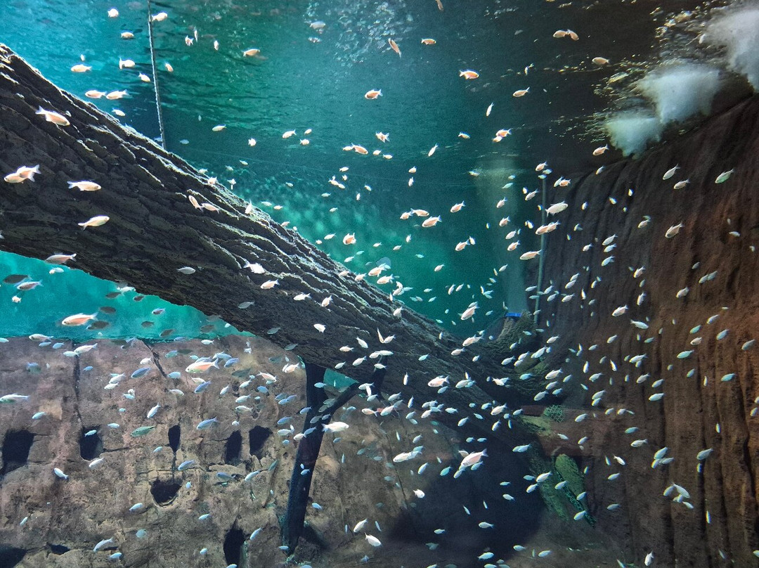 Bioparque Pantanal-大坎普市必去景点