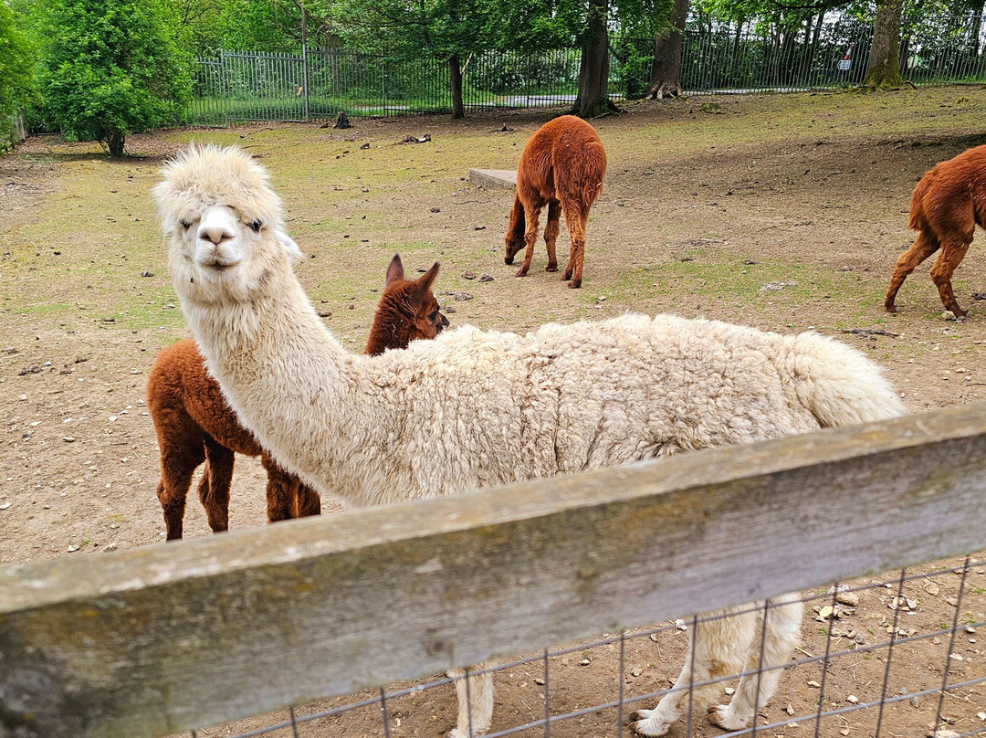 Woodside Animal Farm and Leisure Park-卢顿必去景点