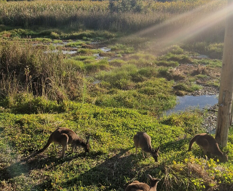 Yanchep National Park-扬切普必去景点