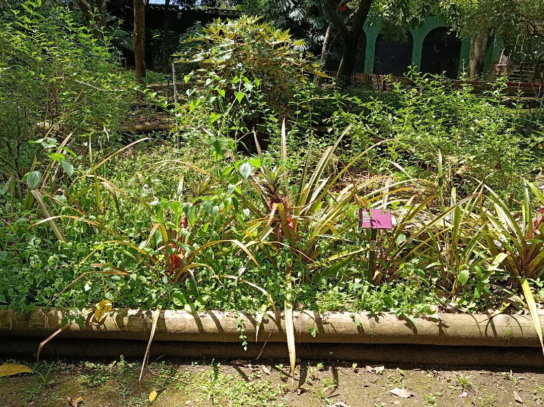 Jardín Botánico de Medellín-麦德林必去景点