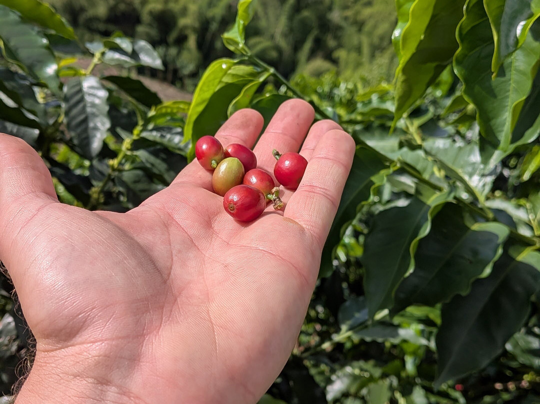 Eje Cafetero Ruta Campesina-Chinchina必去景点