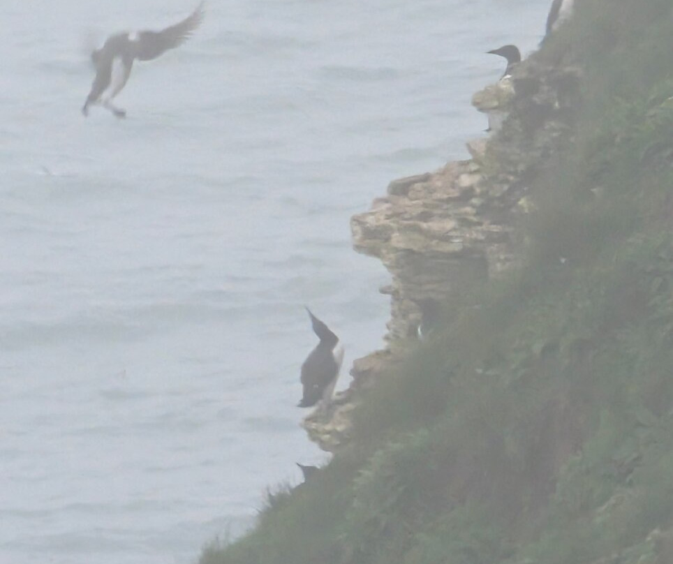 RSPB Bempton Cliffs-Bempton必去景点