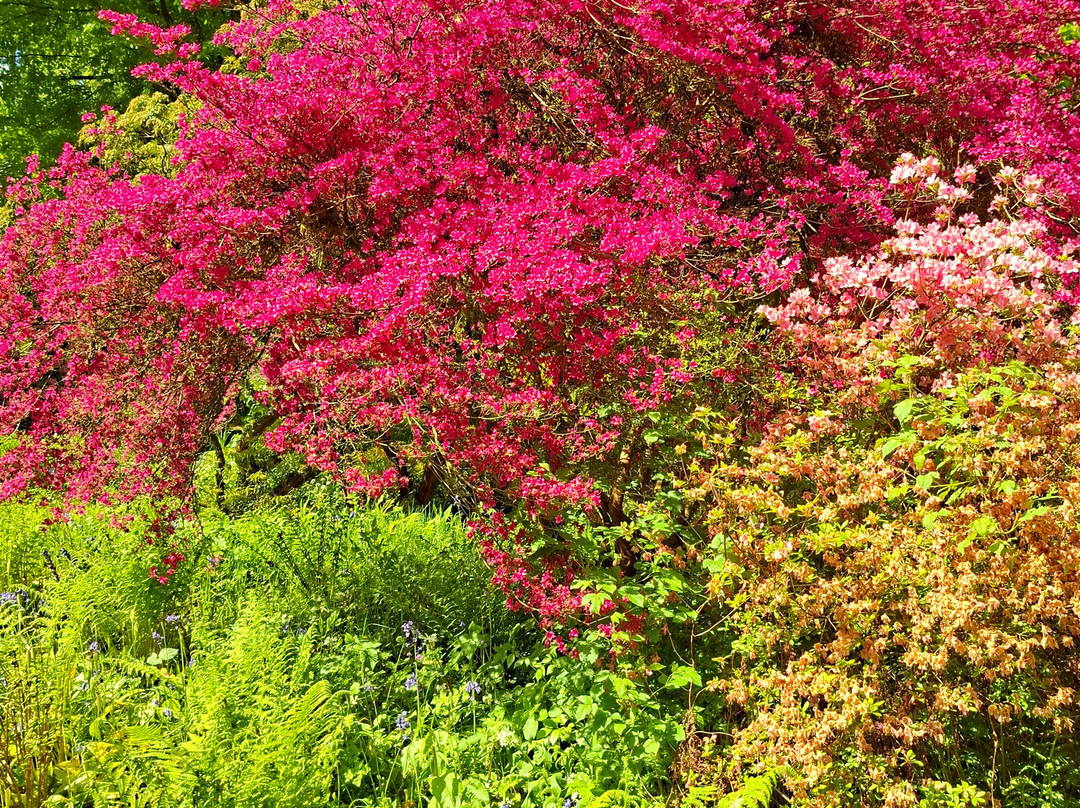 Bodnant Garden-Tal-y-Cafn必去景点