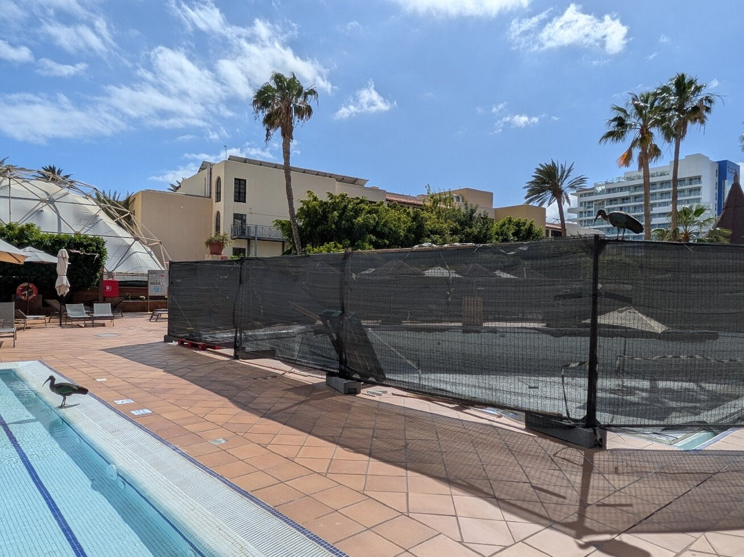 IFA Altamarena by Lopesan Hotels - 全包主图