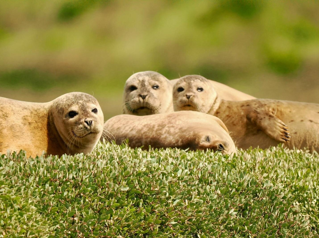 Discovery Seal Trips-Rochford必去景点