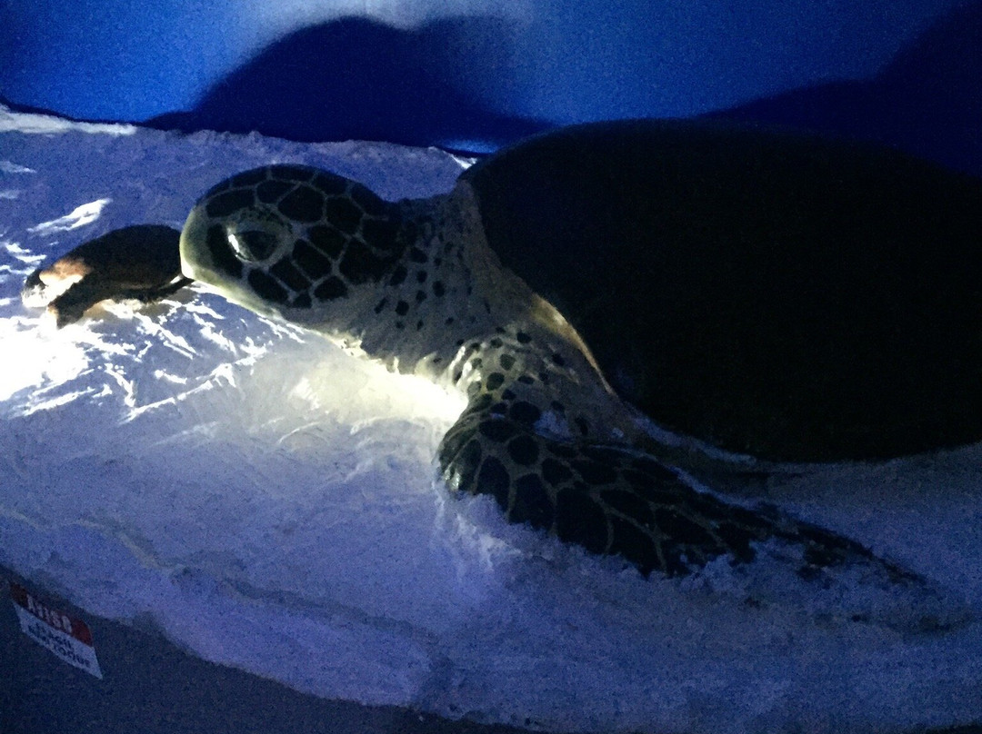 Almirante Paulo Moreira Oceanographic Museum-阿拉伊阿尔港必去景点