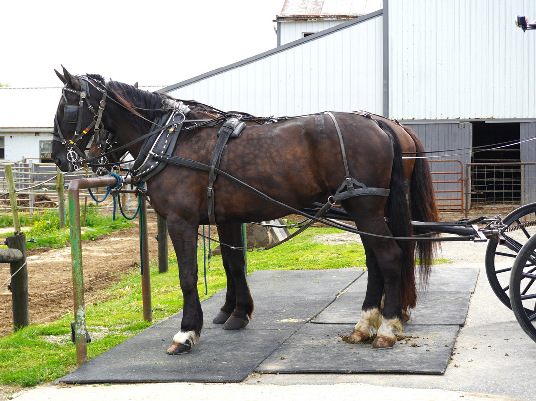 AAA Buggy Rides-Intercourse必去景点