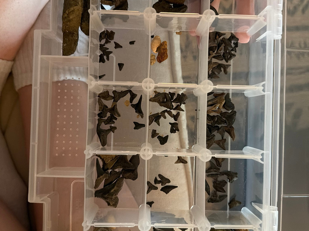 Charleston Fossil Adventures-查尔斯顿必去景点