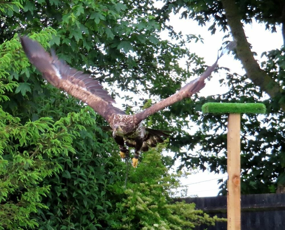 Eagle Heights Wildlife Foundation-Eynsford必去景点