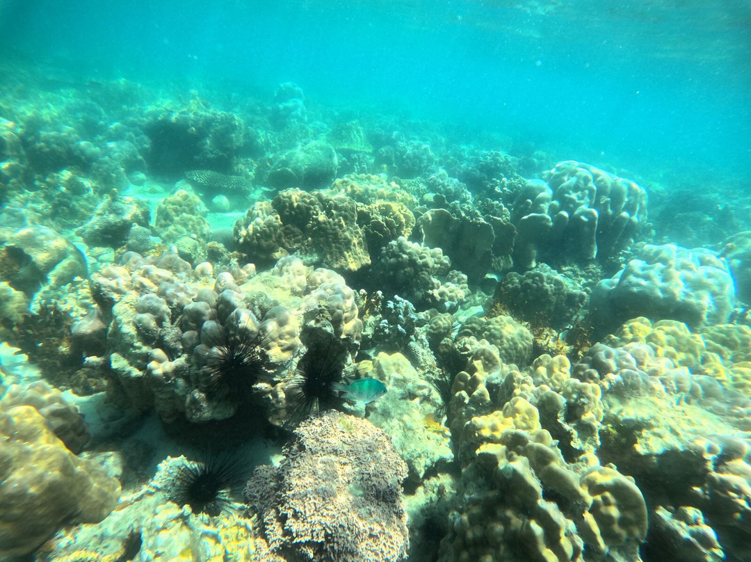 Batam Snorkeling Tour-Tembesi必去景点