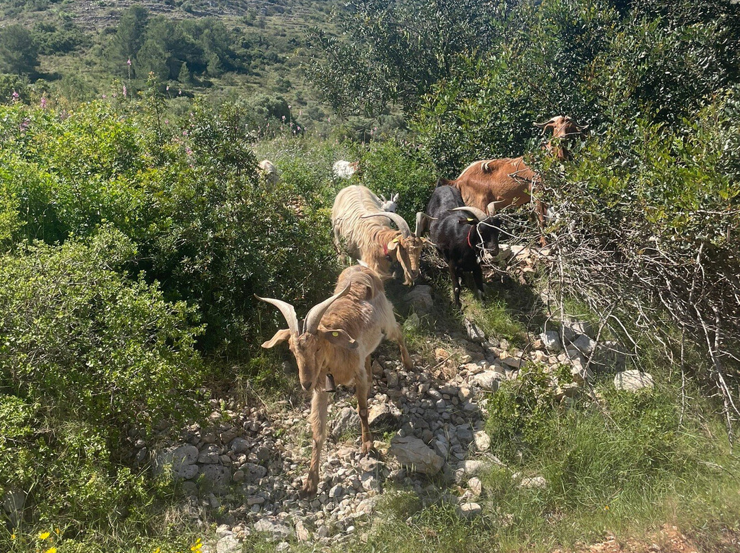 Euro Goat Trekkers-Tarbena必去景点