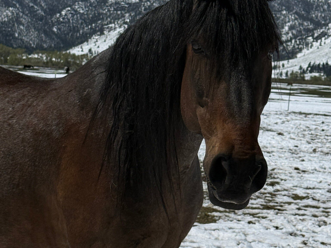 Deerwood Ranch Wild Horse EcoSanctuary-拉勒米必去景点