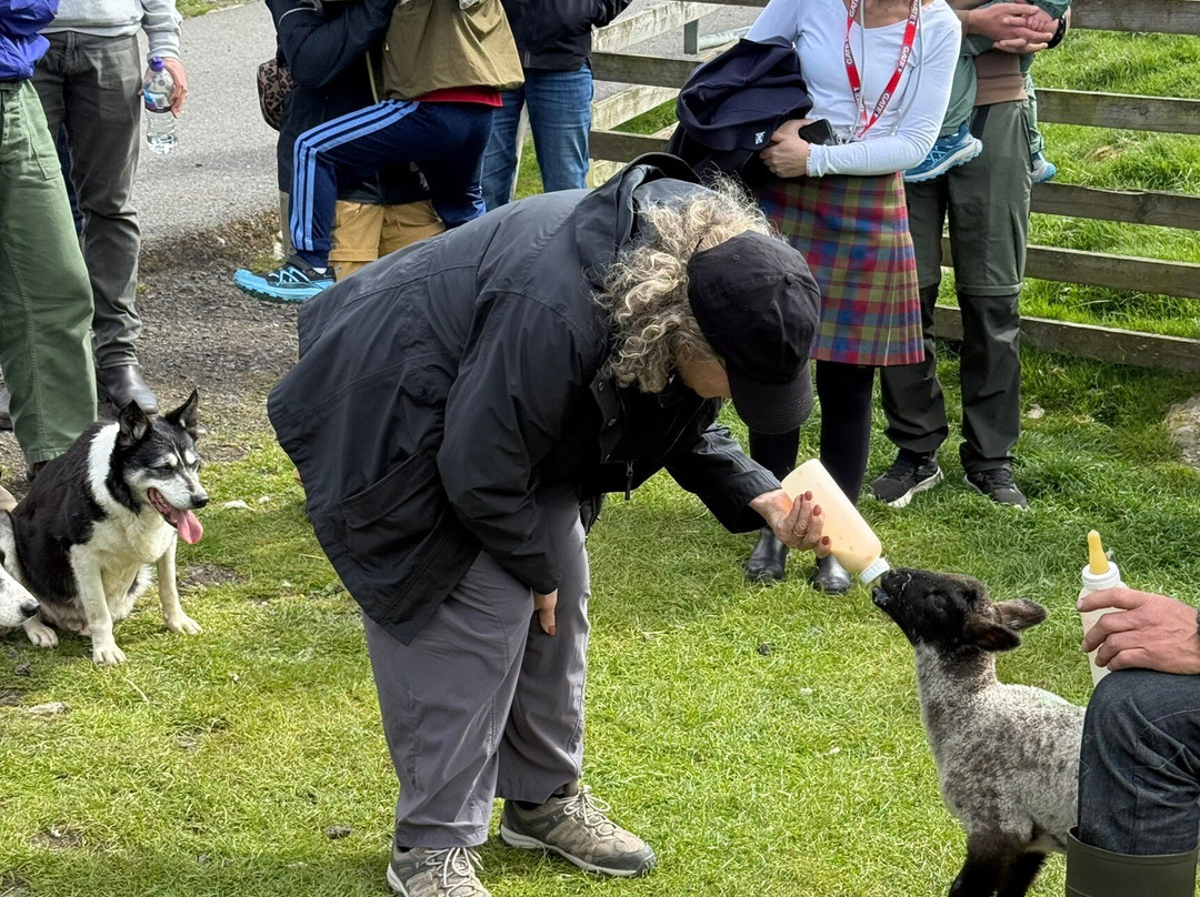 Working Sheepdogs-Kincraig必去景点