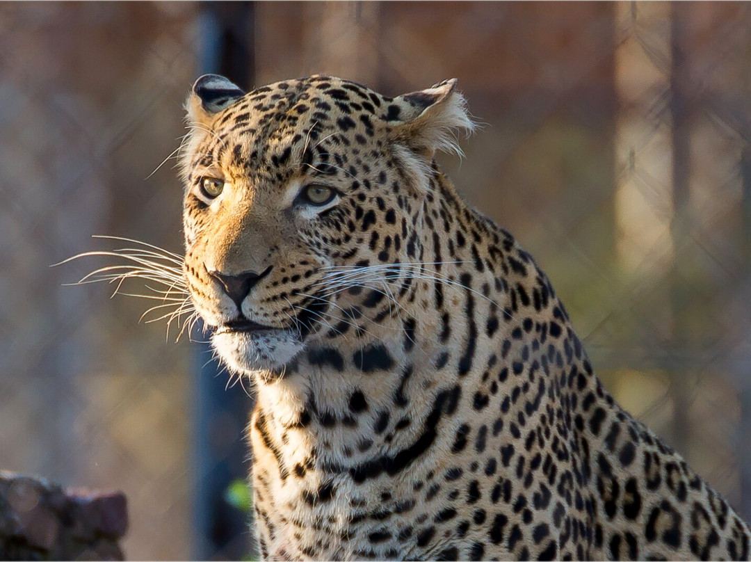 Cheetah Experience (ZA Cheetah Conservation)-贝拉贝拉必去景点