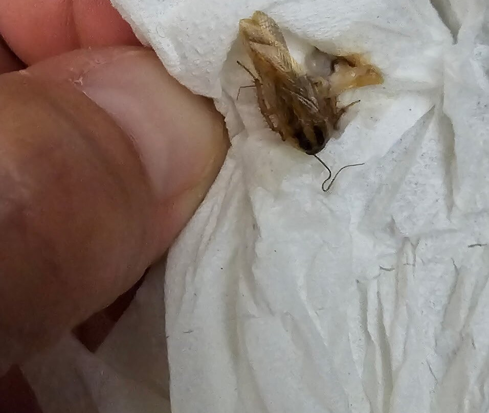 哈里森维尔舒适套房酒店主图