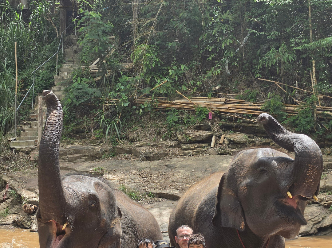 Chiang Mai Elephant Friends-夜旺必去景点