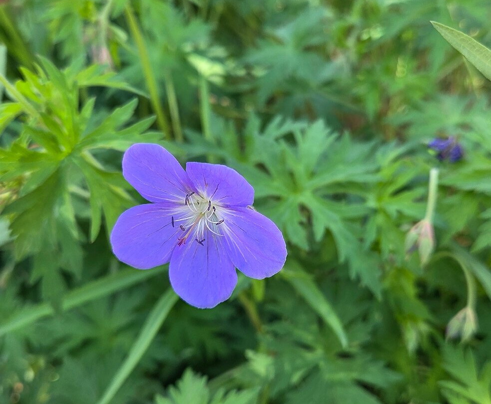 Western Colorado Botanical Gardens-大章克申必去景点