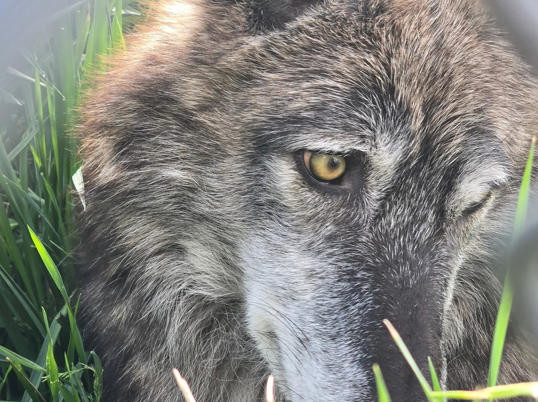 Howlers Inn Bed & Breakfast and Wolf Sanctuary主图