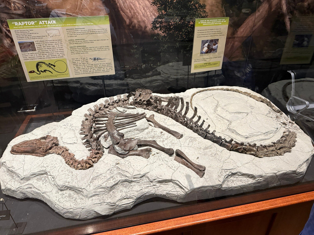 Museum of the Rockies-博兹曼必去景点