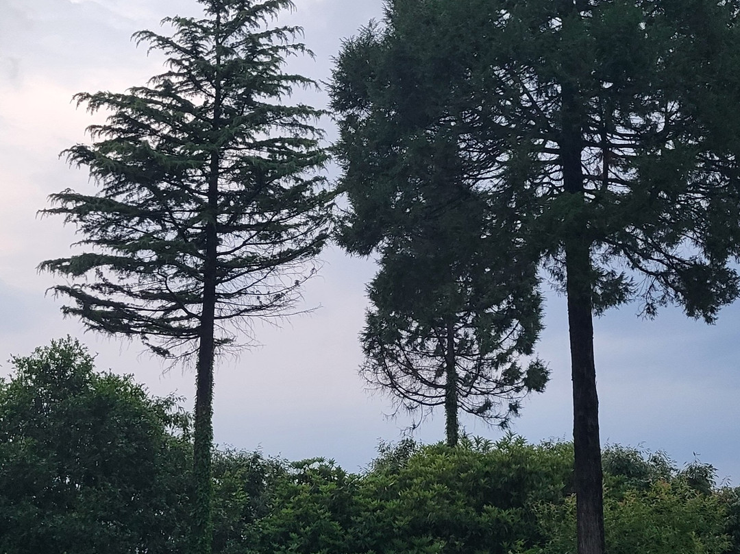 Nine Furlongs, Binsar Wildlife Sanctuary主图
