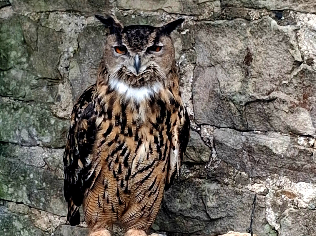 Falconry Days-赫克瑟姆必去景点