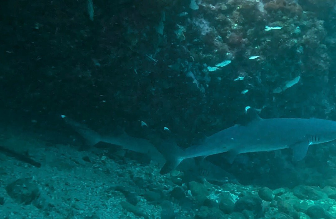 Wild Scuba Indonesia-Gili Asahan必去景点