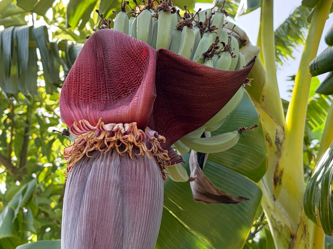 Orchard Of Flavours Botanical Garden-Luz de Tavira必去景点