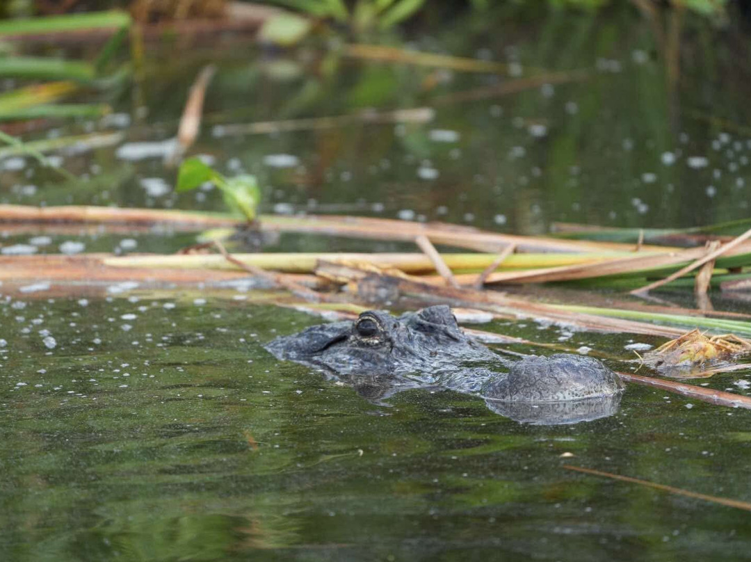 Airboat and Gator Charters-De Leon Springs必去景点