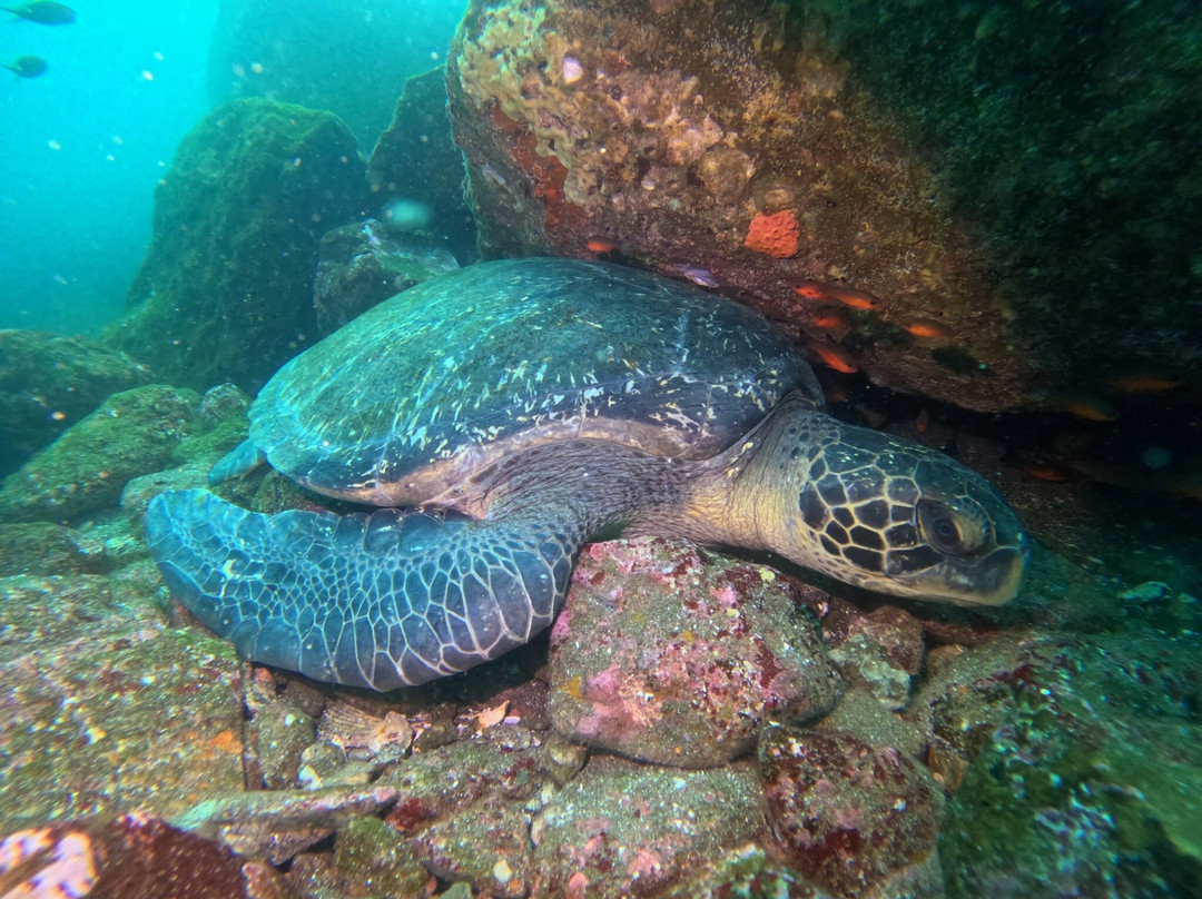 Scuba Iguana-阿约拉港必去景点