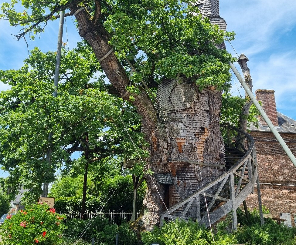Chêne Chapelle-Allouville-Bellefosse必去景点
