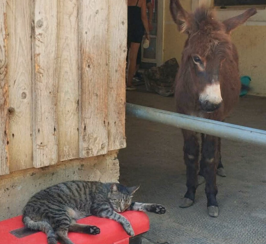 Corfu Donkey Rescue-Paleokastritsa必去景点