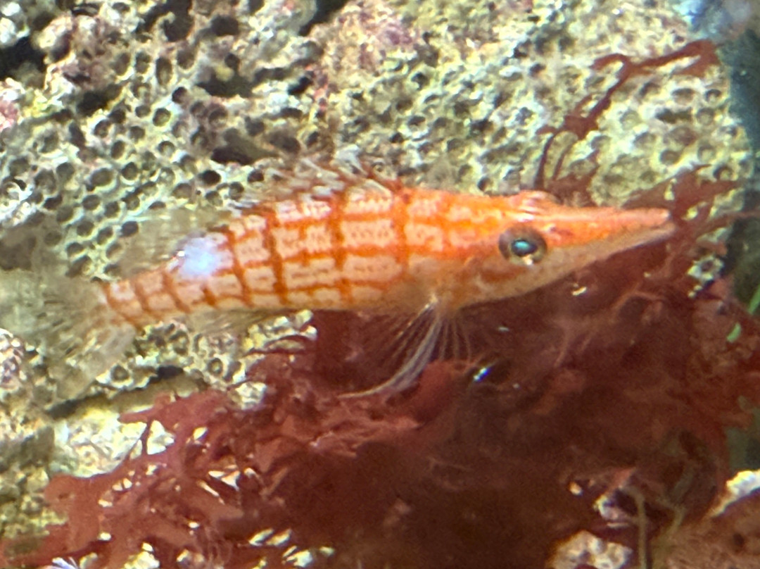 Lake District Coast Aquarium-Maryport必去景点
