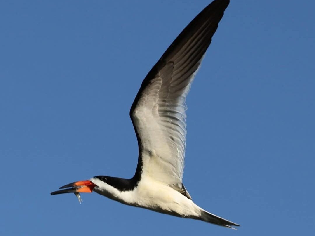 Lowcountry Photo Safaris-博福特必去景点