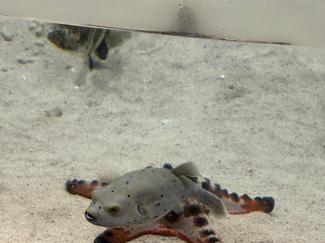 冲绳美之海水族馆-本部町必去景点