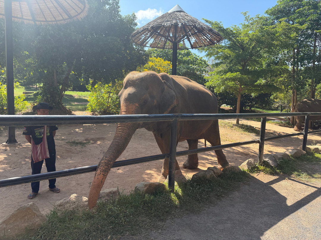 Samui Elephant Sanctuary-波普特必去景点