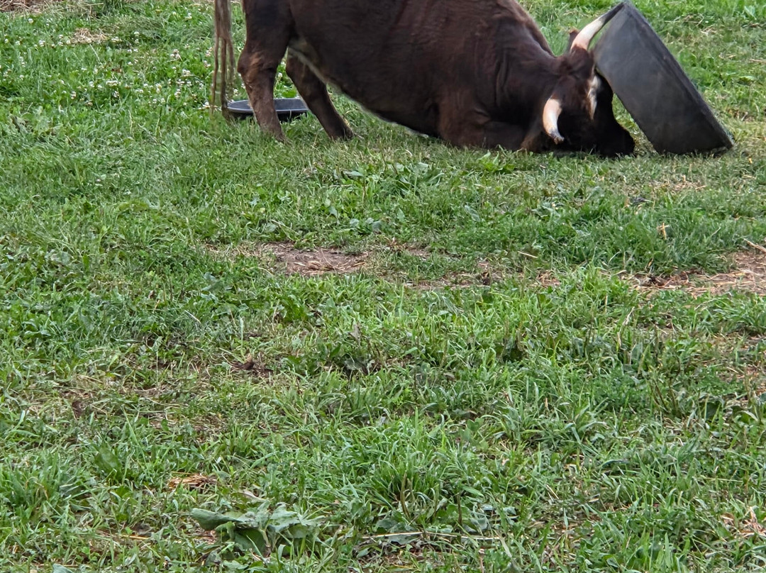 Udderly Ridiculous Farm Life-Blandford-Blenheim必去景点