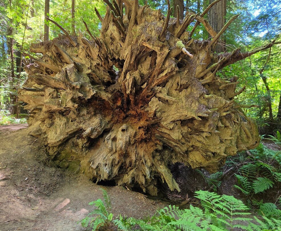 Avenue of the Giants-洪堡县必去景点