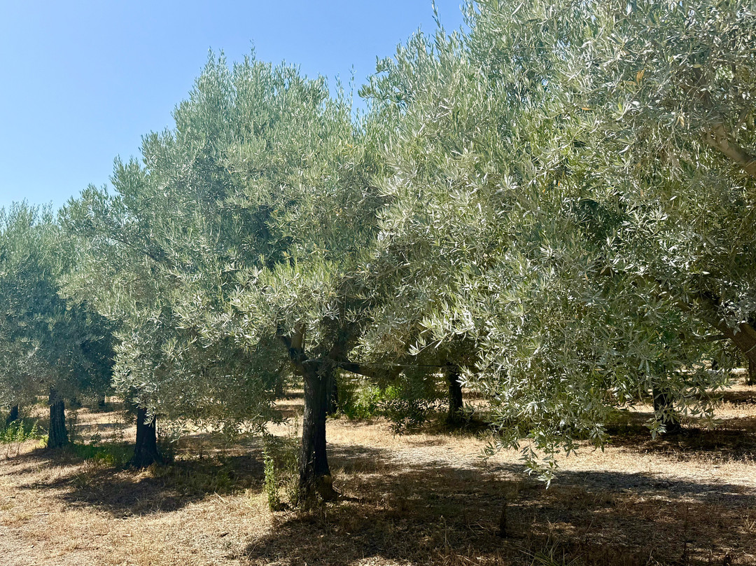 Monterosa Olive Oil Farm-Moncarapacho必去景点